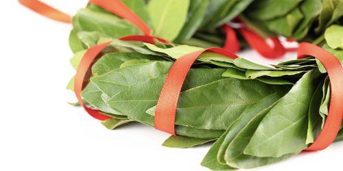 Corona alloro_Laurea_Dettaglio